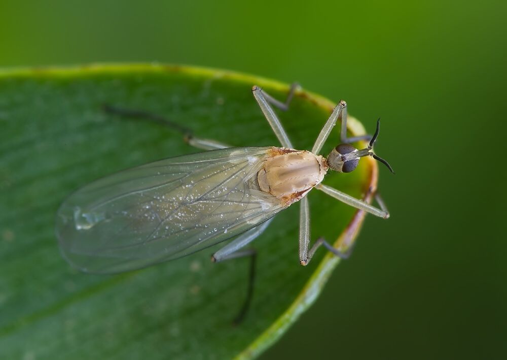 Empis aemula