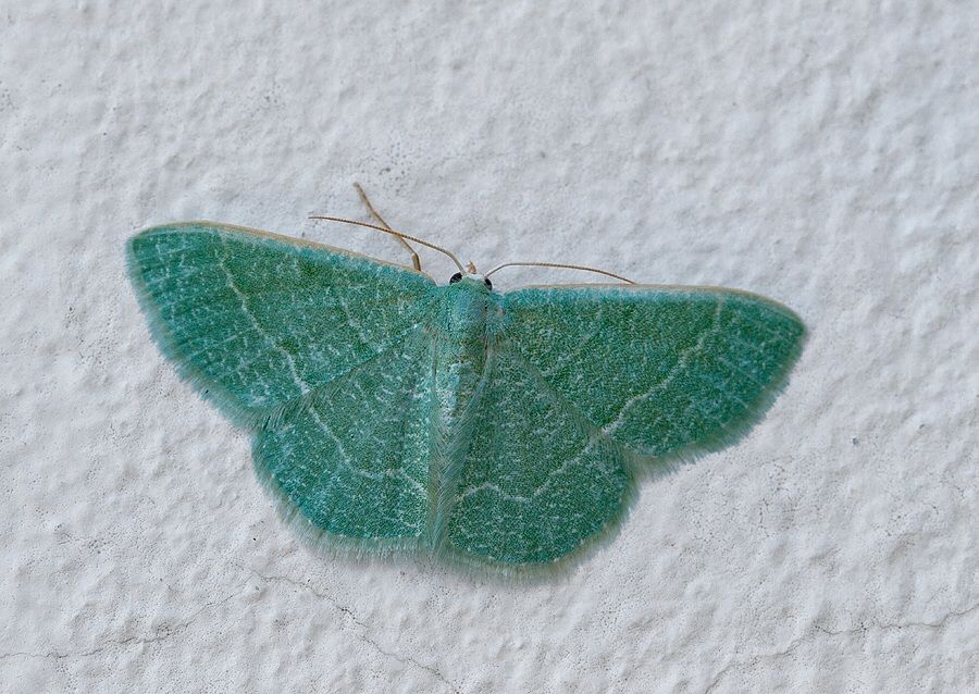 Phaiogramma etruscaria