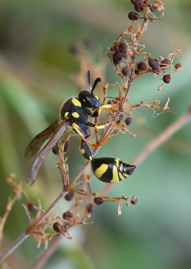 Eumenes coarctatus