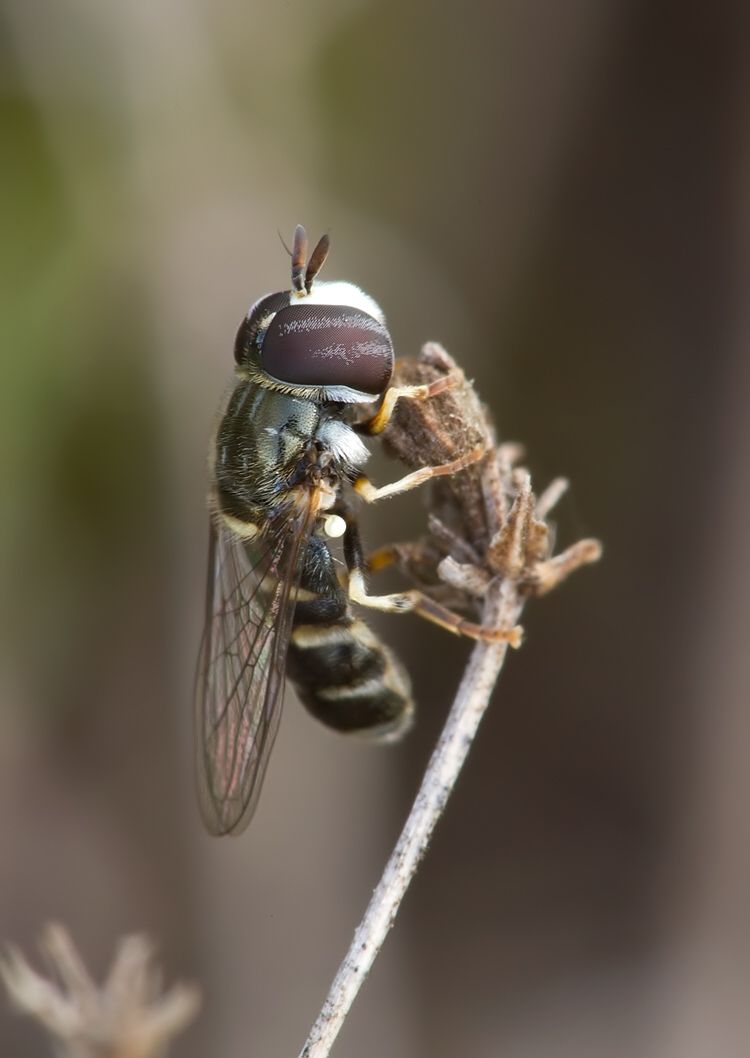 Paragus pecchiolii