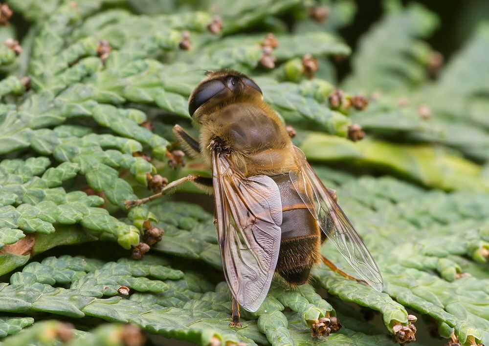 Eristalis similis