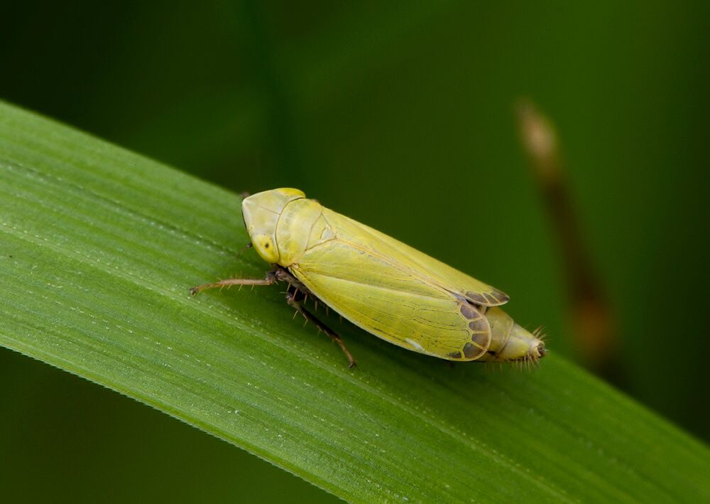 Verdanus abdominalis