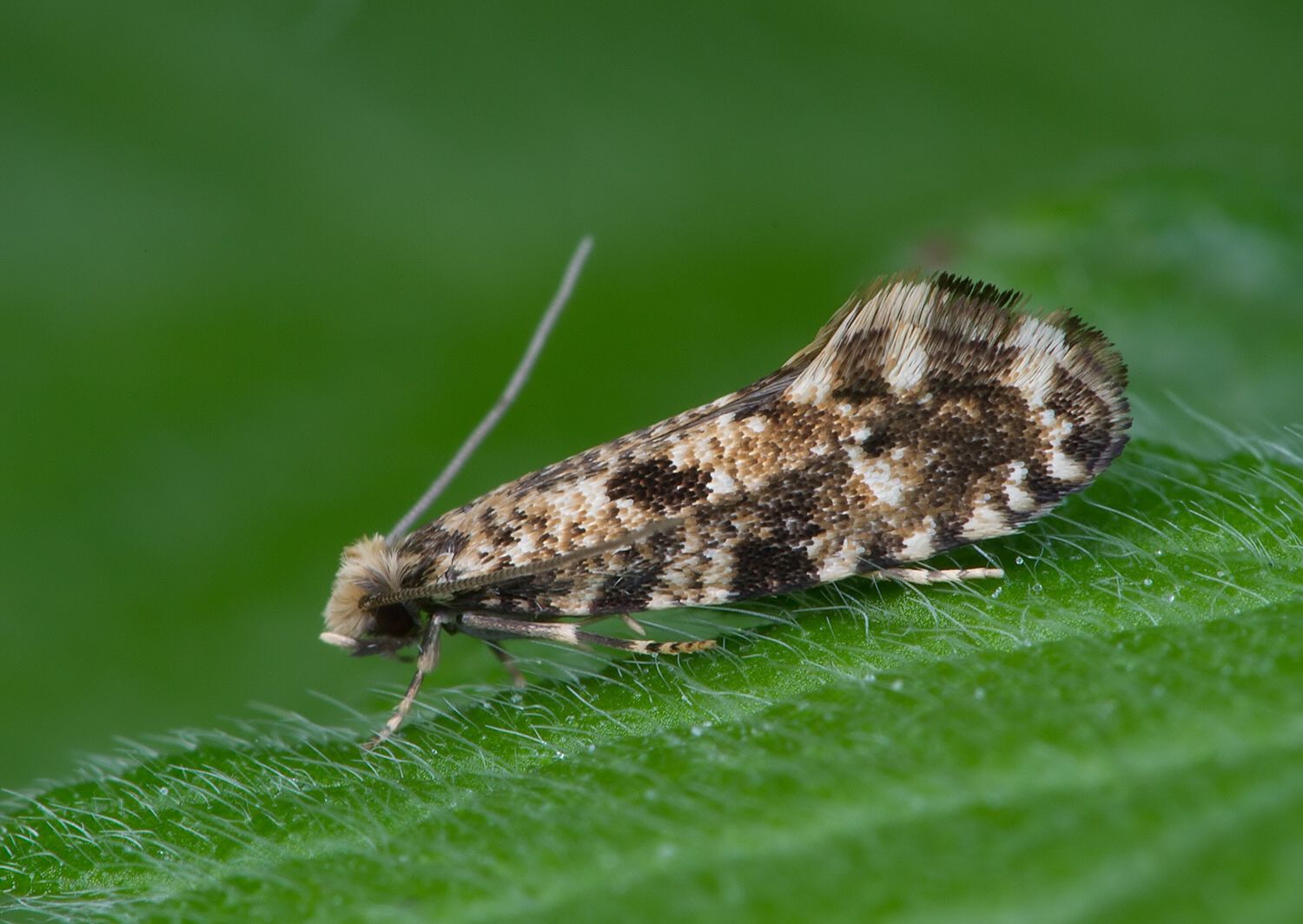 Nemapogon variatella