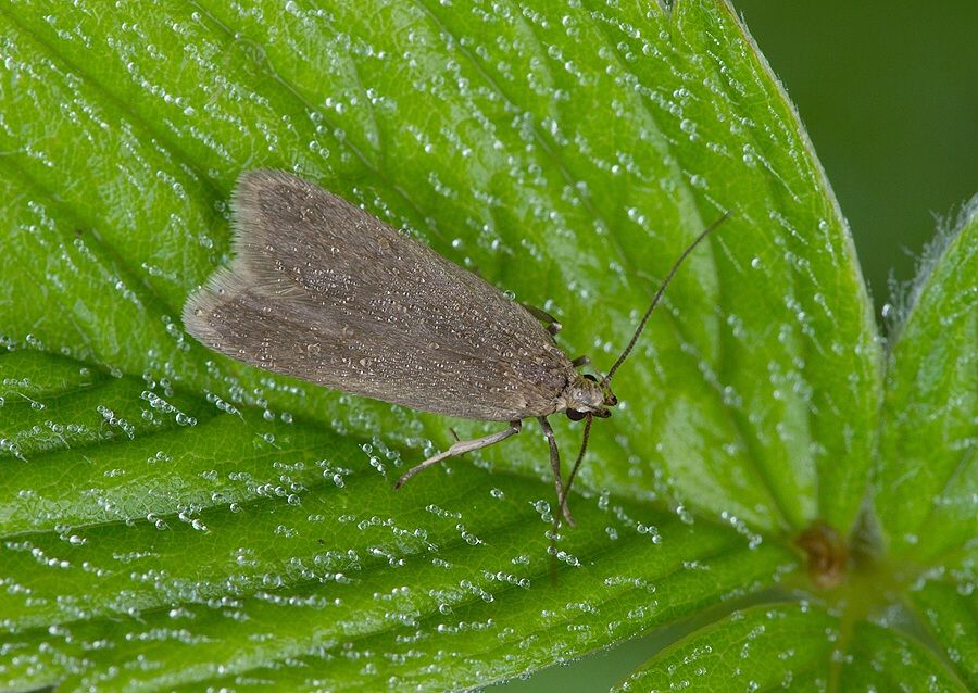 Acompsia cinerella