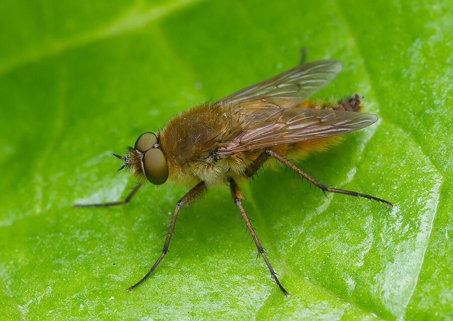 Thereva nobilitata