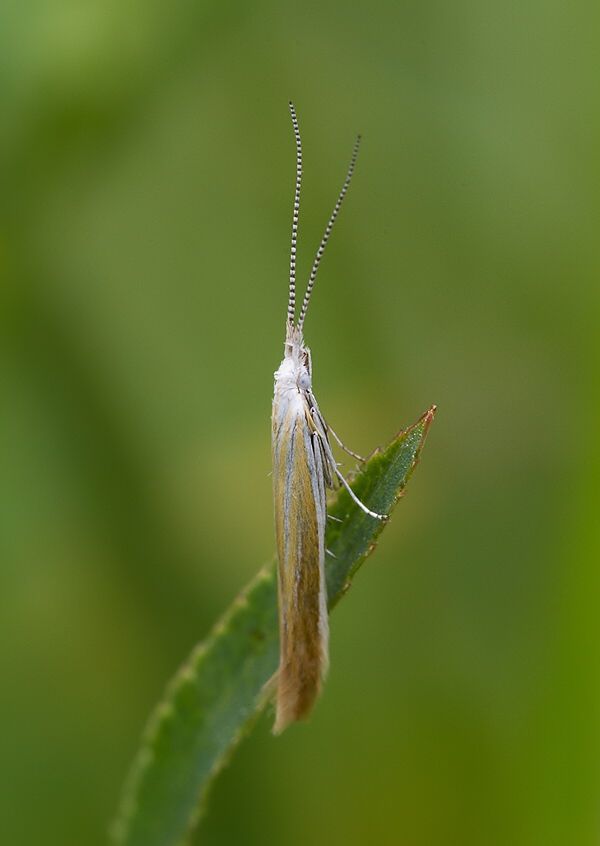 Coleophora saturatella cf.
