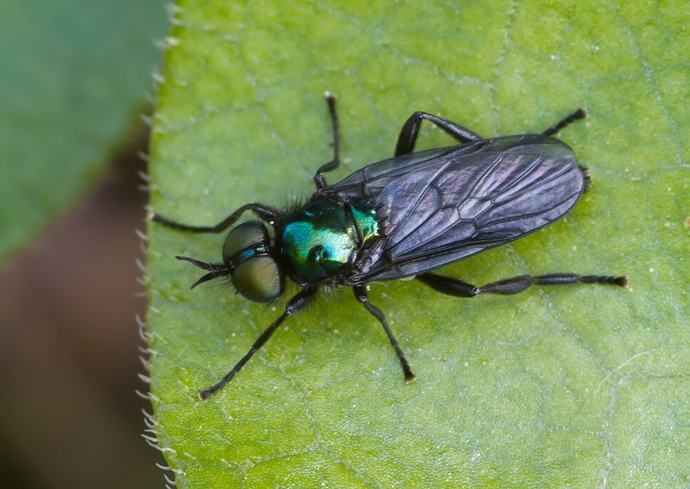 Actina chalybea