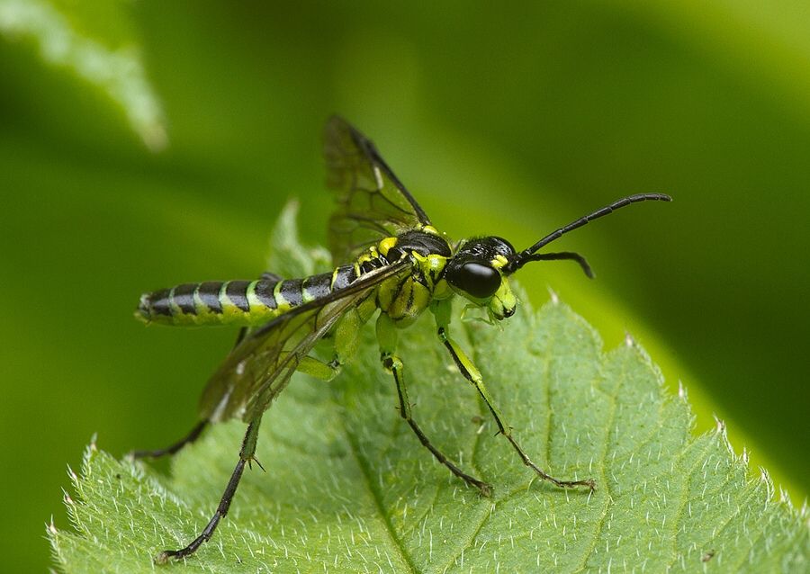 Tenthredo mesomela