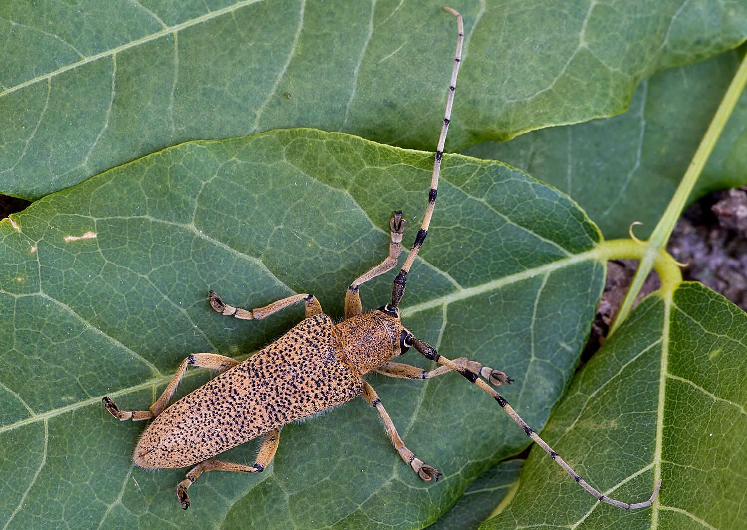 Saperda carcharias
