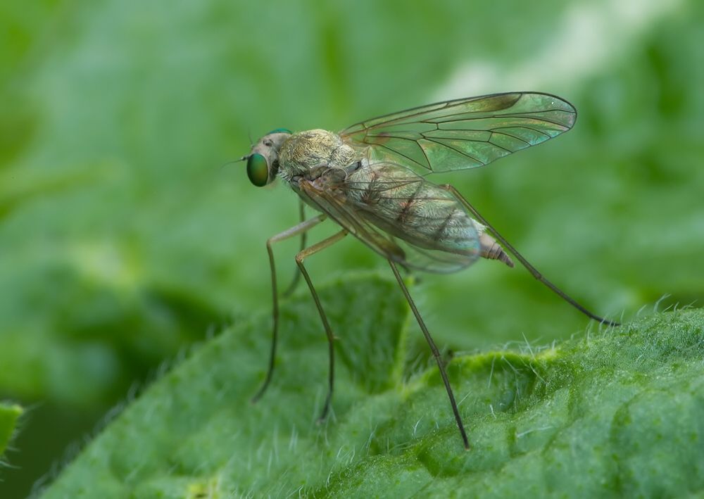 Chrysopilus splendidus