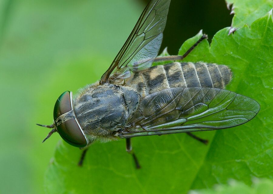 Tabanus bromius