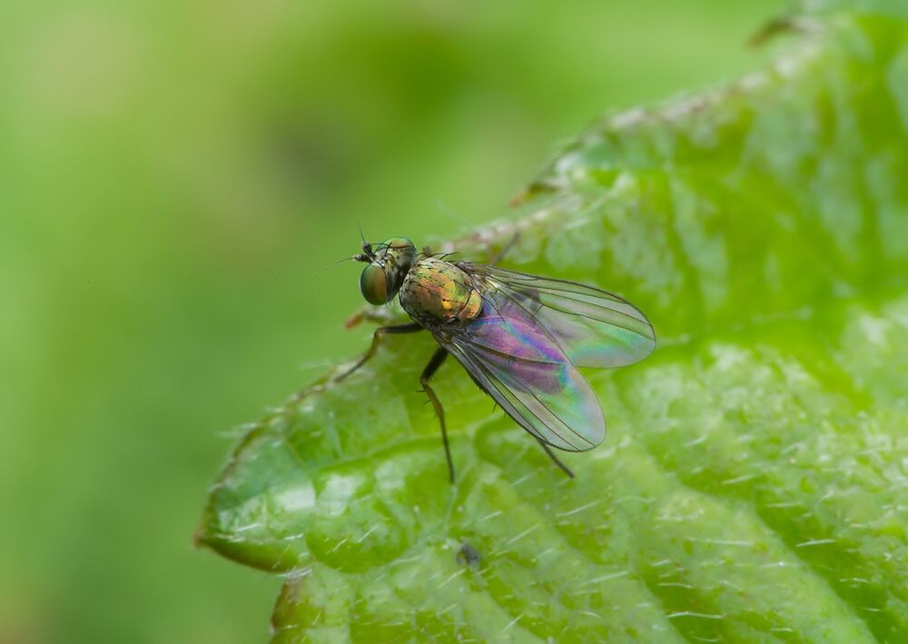 Chrysotus gramineus