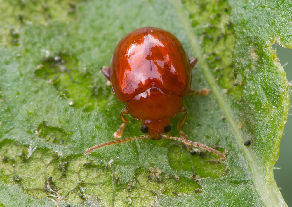 Sphaeroderma rubidum cf.