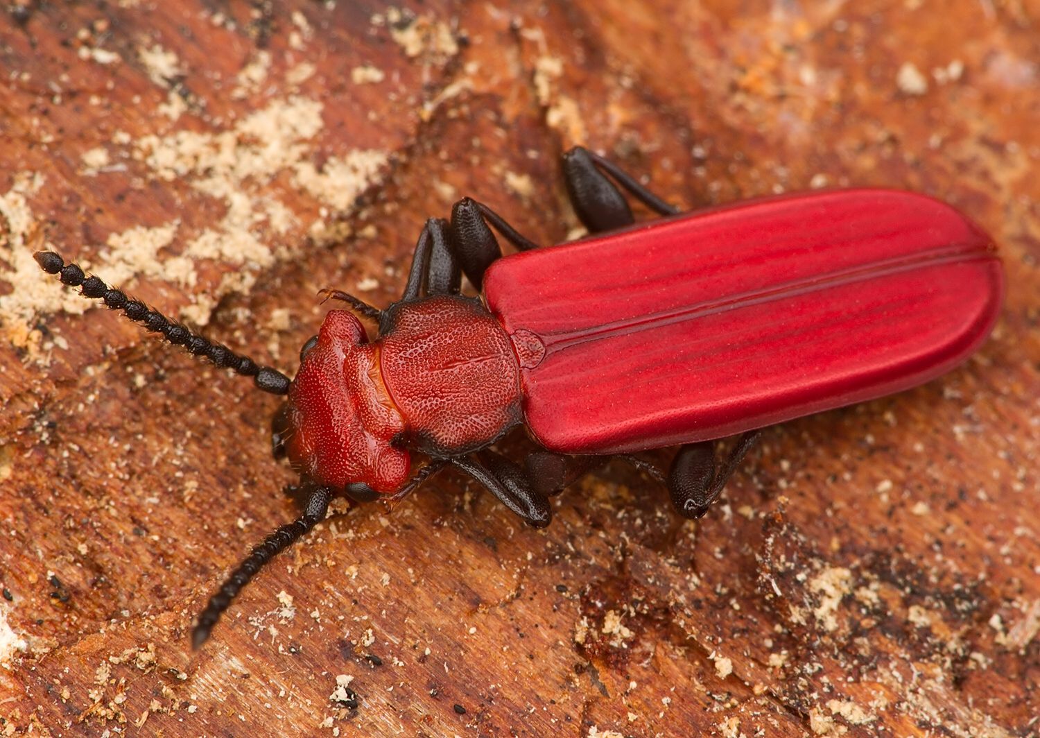 Cucujus cinnaberinus