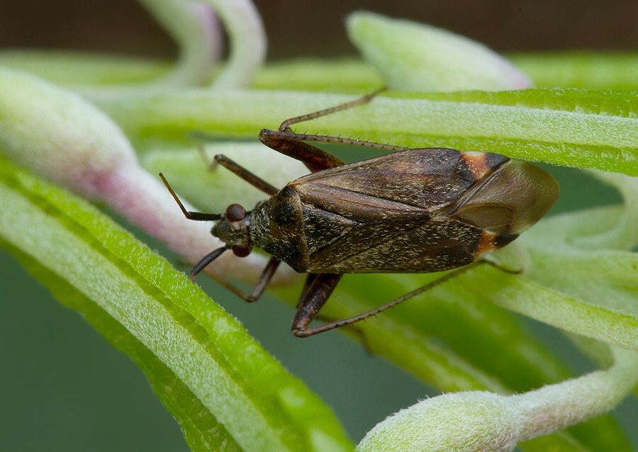 Closterotomus fulvomaculatus