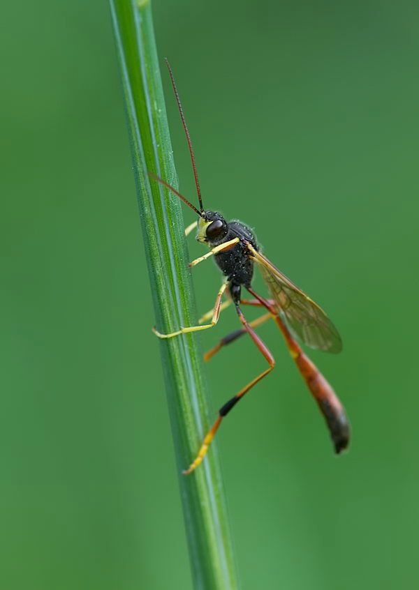 Erigorgus cerinops cf.