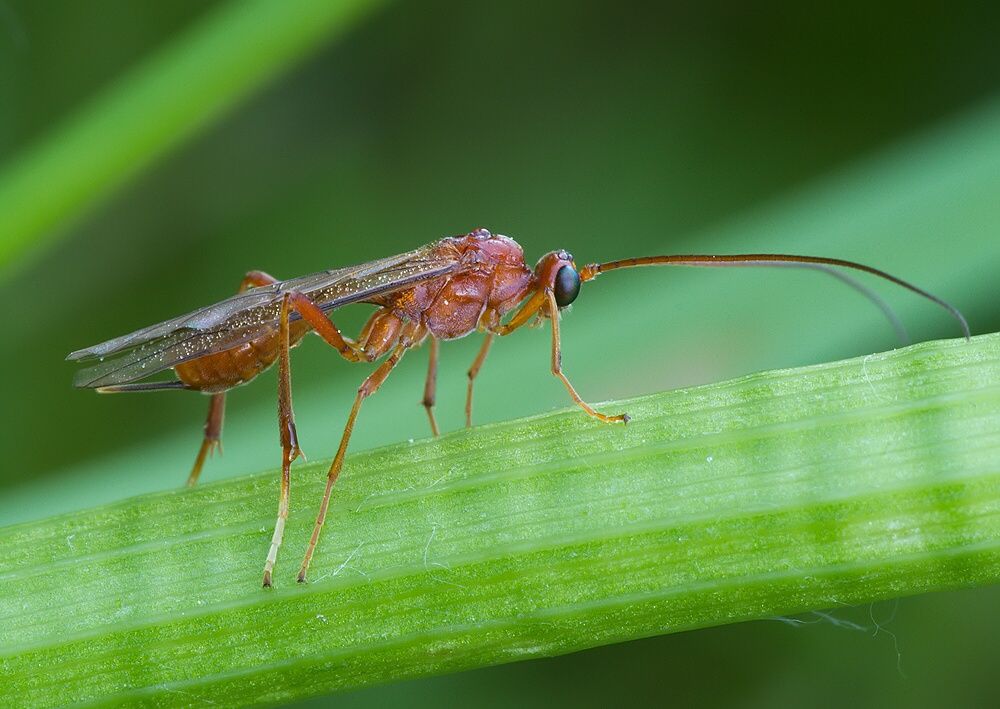 Netelia sp.