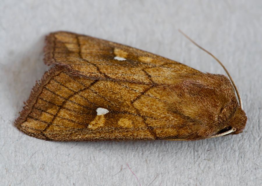 Mythimna conigera