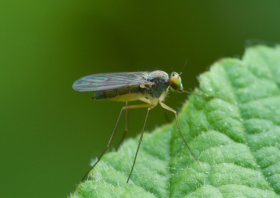 Sciapus platypterus