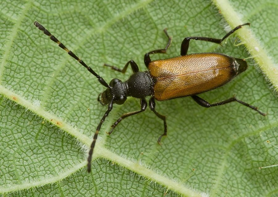 Paracorymbia maculicornis