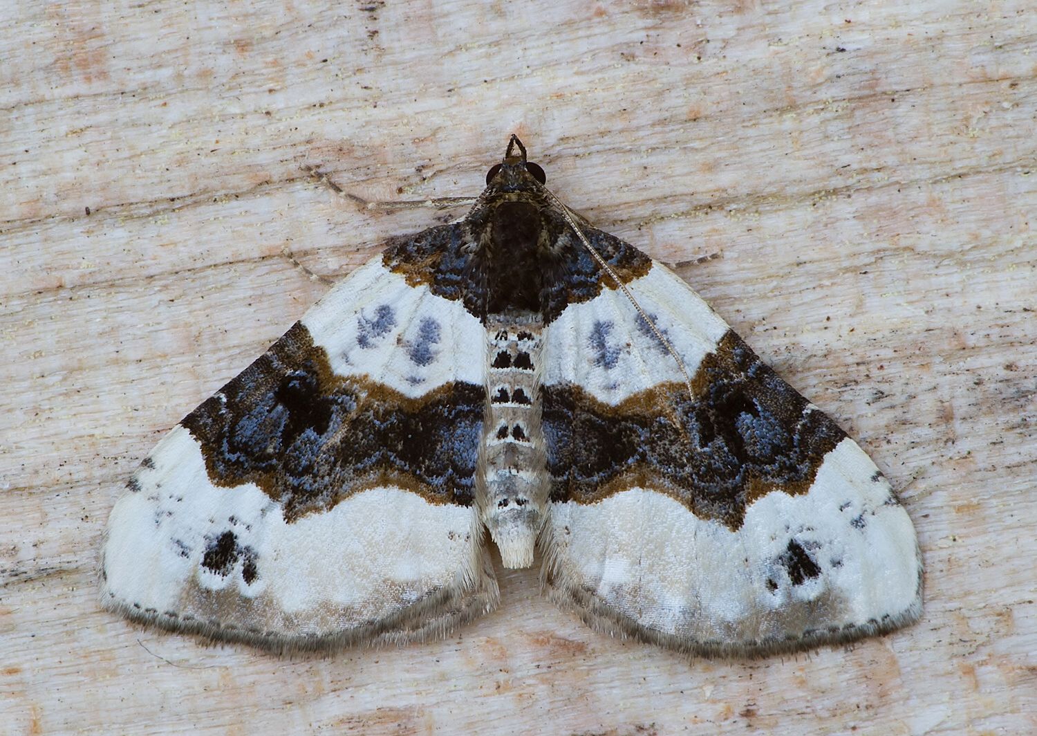 Cosmorhoe ocellata
