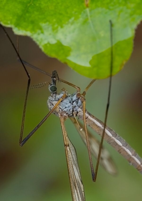 Tipula varipennis