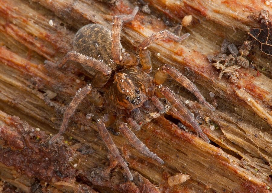 Trochosa cf. ruricola