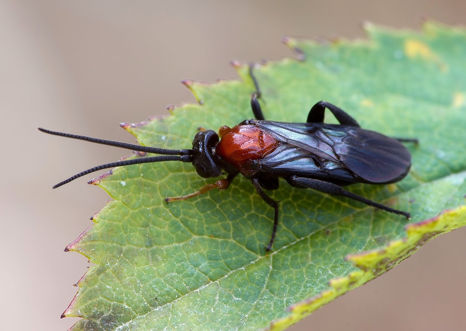Cardiochiles saltator