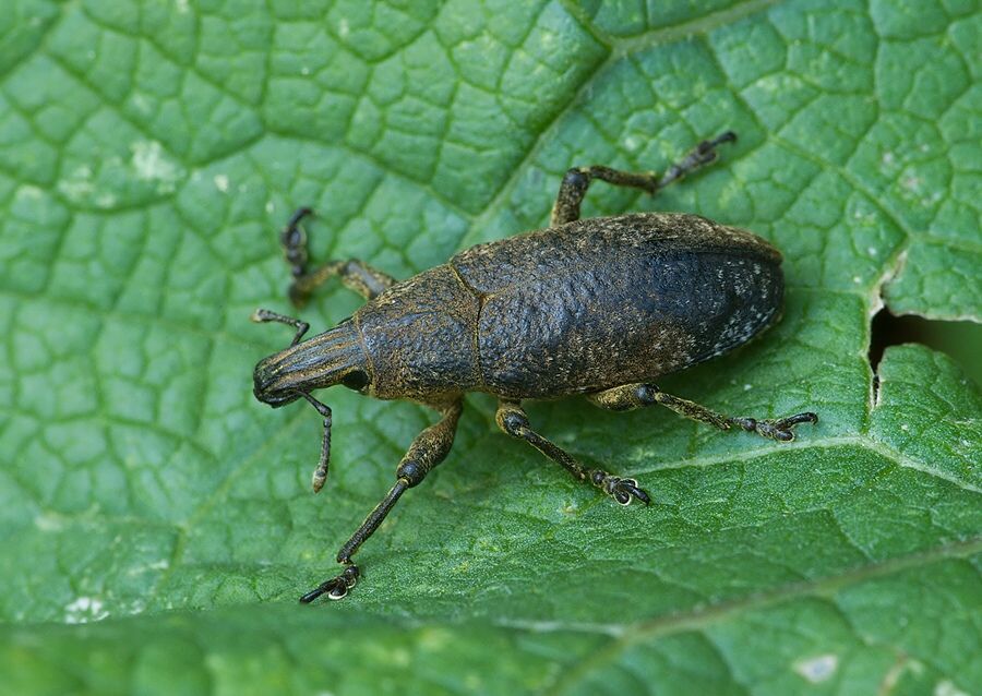 Cleonis pigra