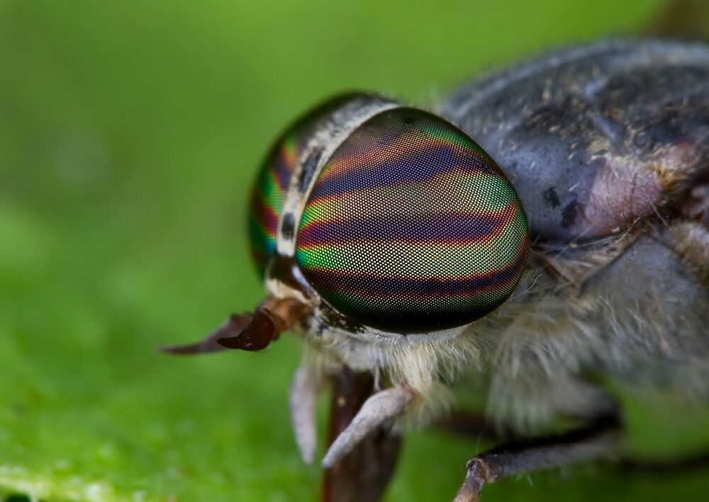 Tabanus glaucopis