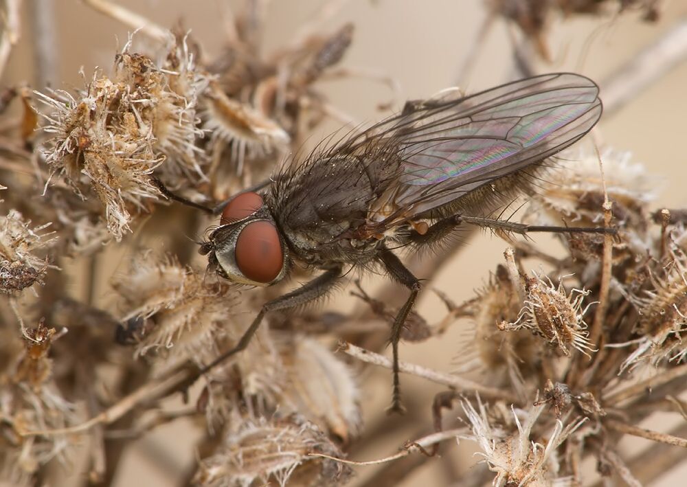 Leucophora personata