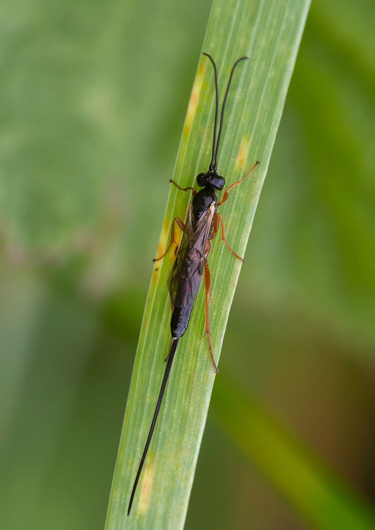Coleocentrus sp.