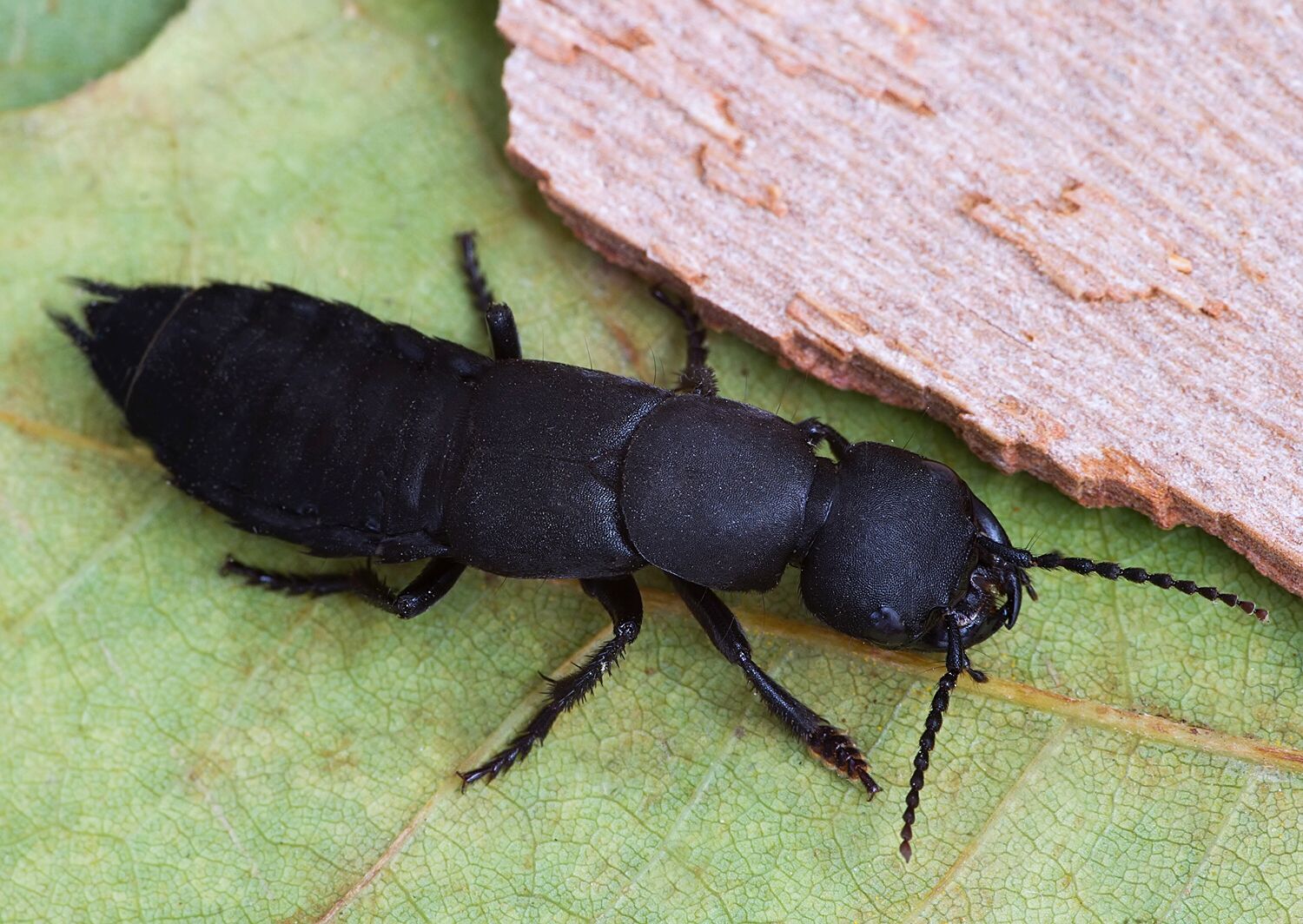 Ocypus olens