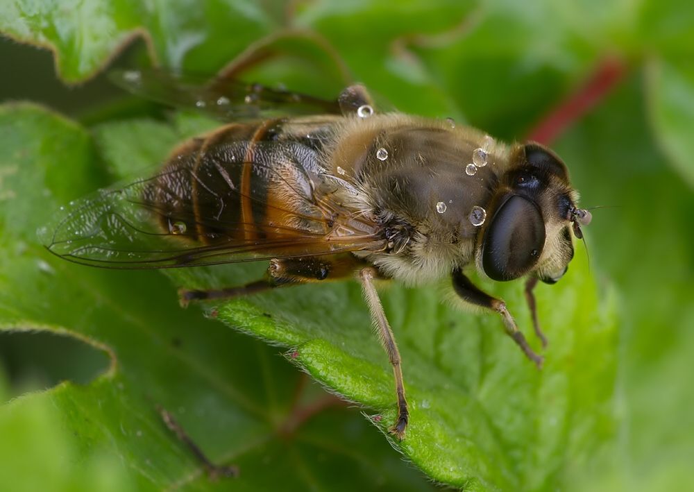 Eristalis pertinax
