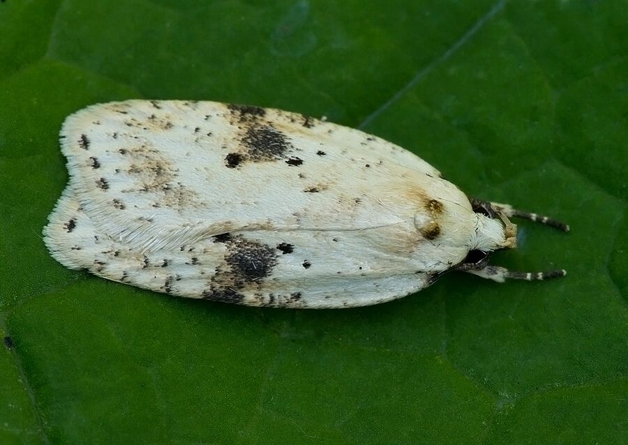 Agonopterix petasitis