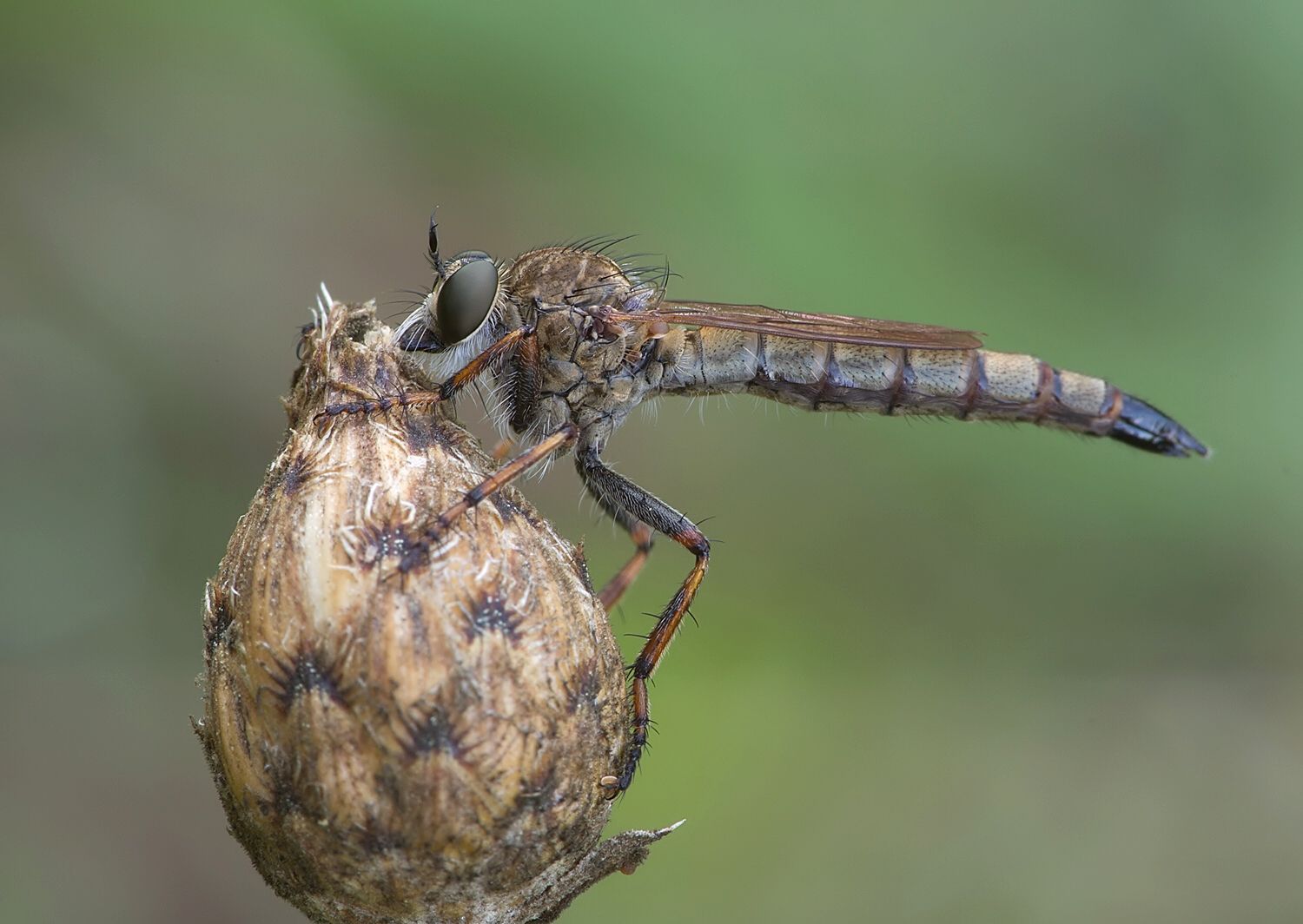 Tolmerus cingulatus