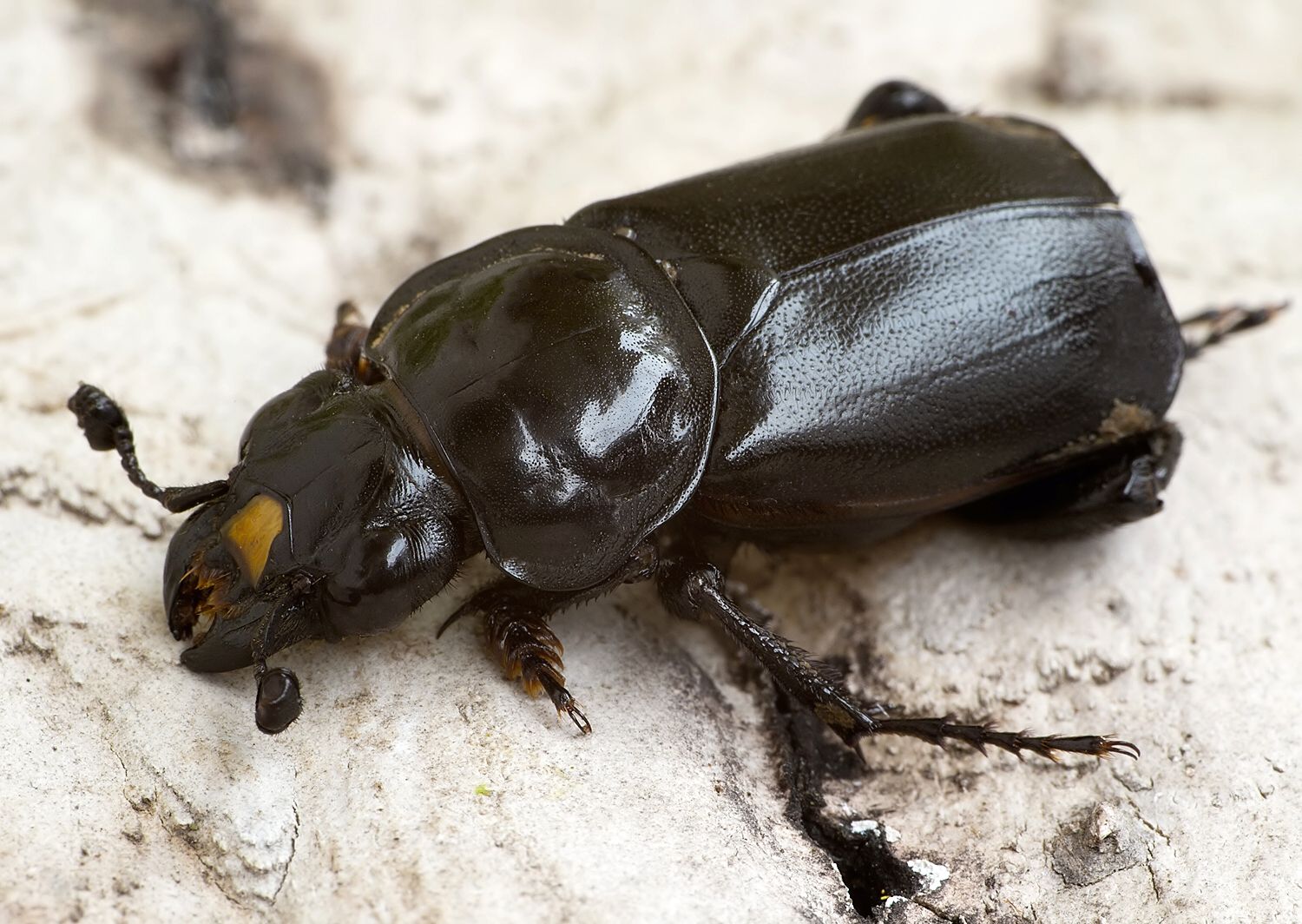 Nicrophorus germanicus