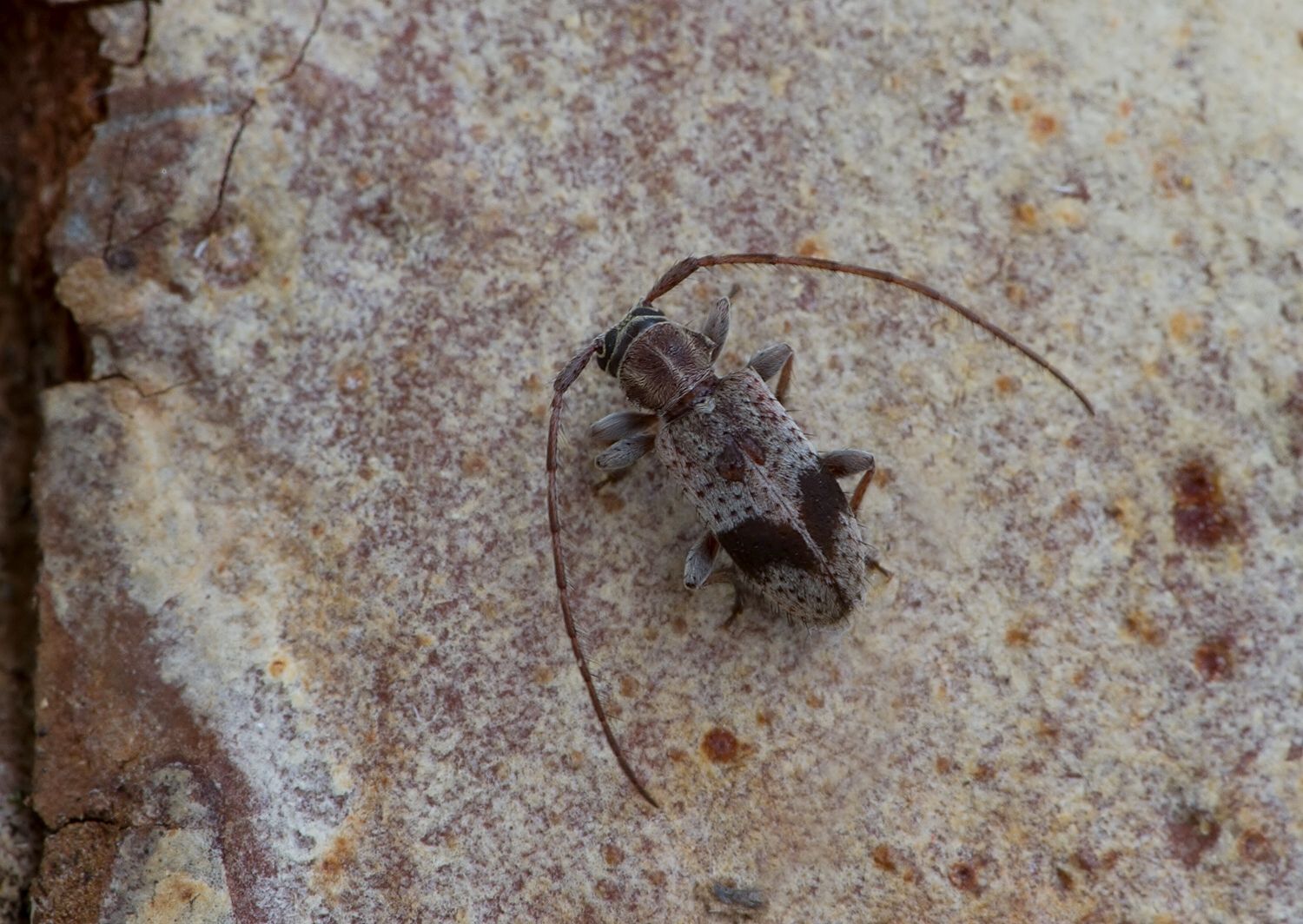 Exocentrus punctipennis