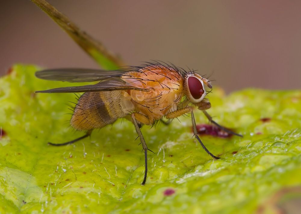 Phaonia pallida