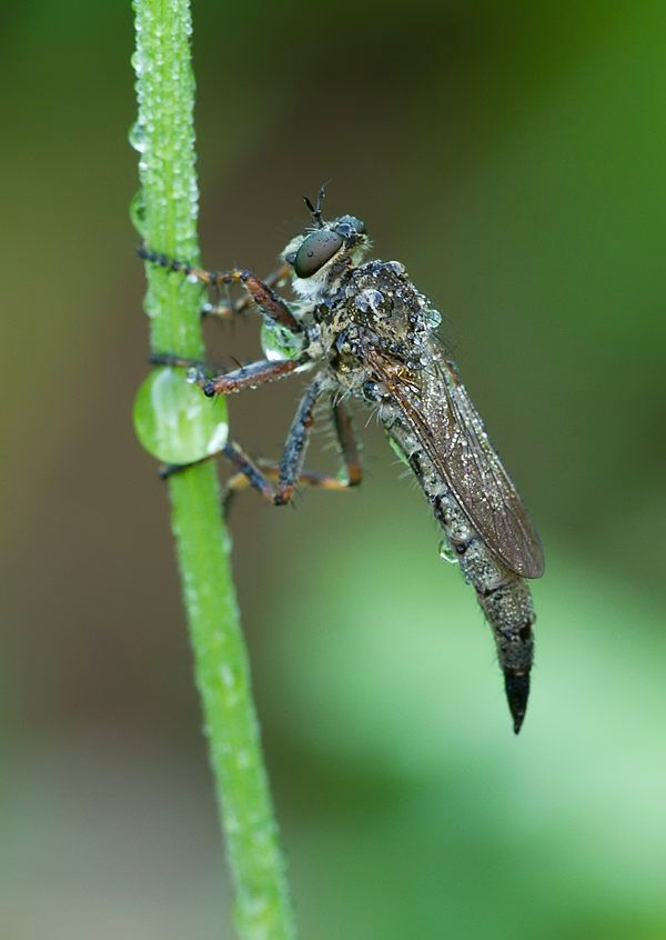 Tolmerus cingulatus