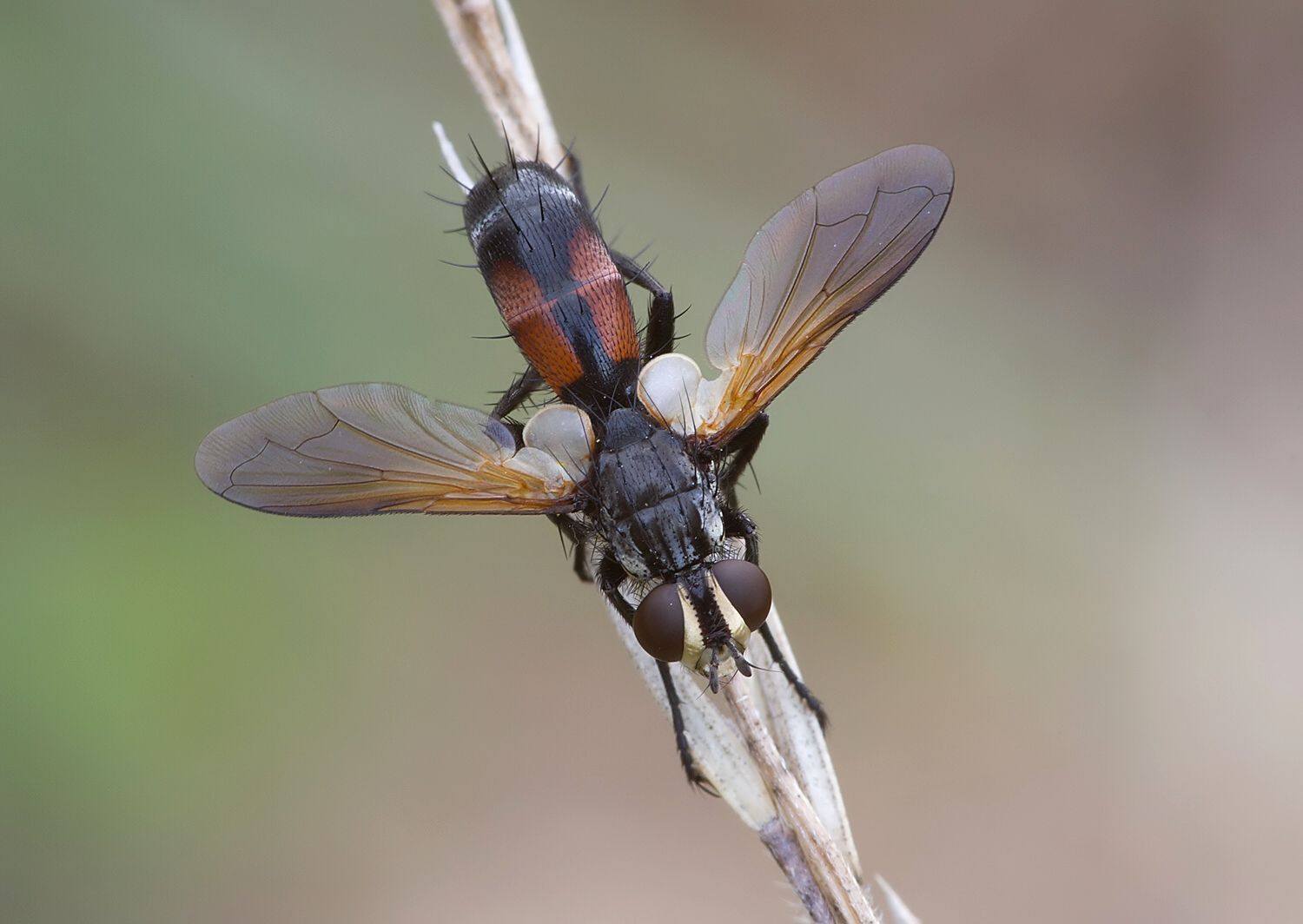 Cylindromyia auriceps