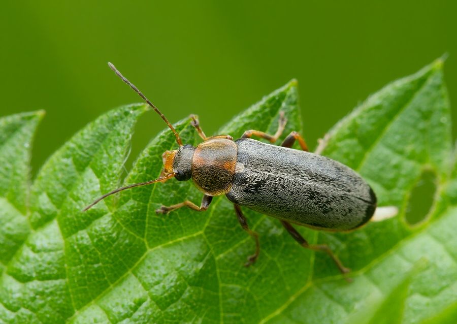 Osphya bipunctata