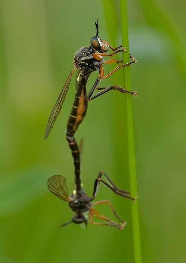 Dioctria rufipes