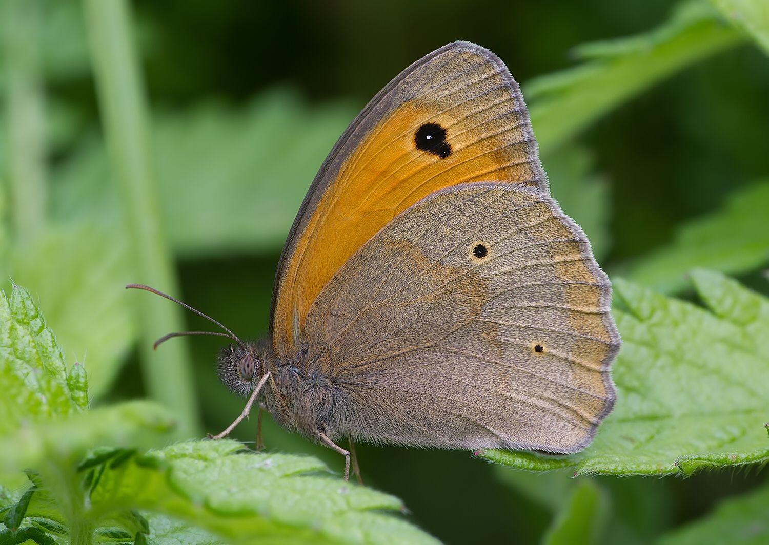 Maniola jurtina