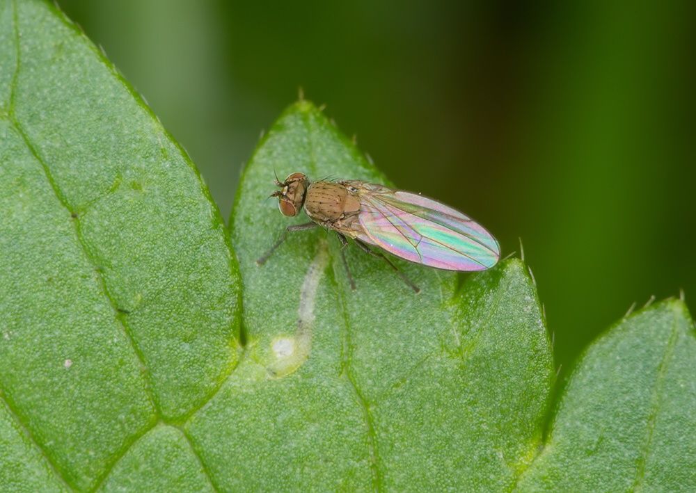 Hydrellia griseola