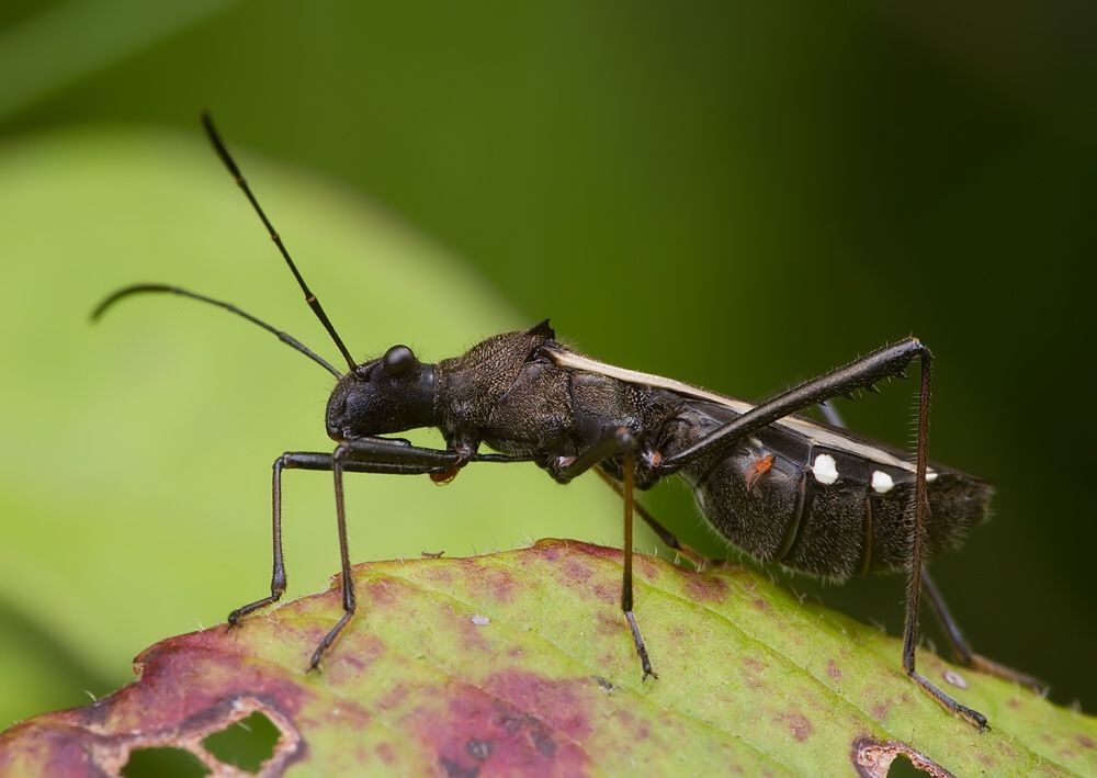 Megalotomus junceus