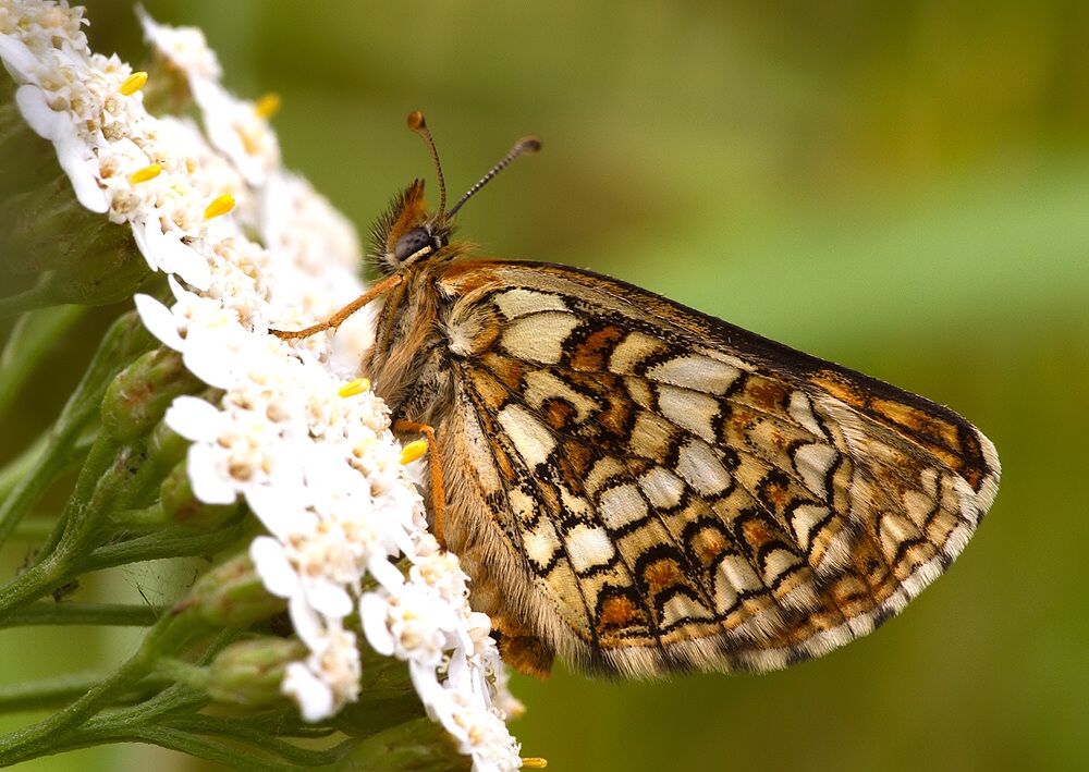 Melitaea aurelia