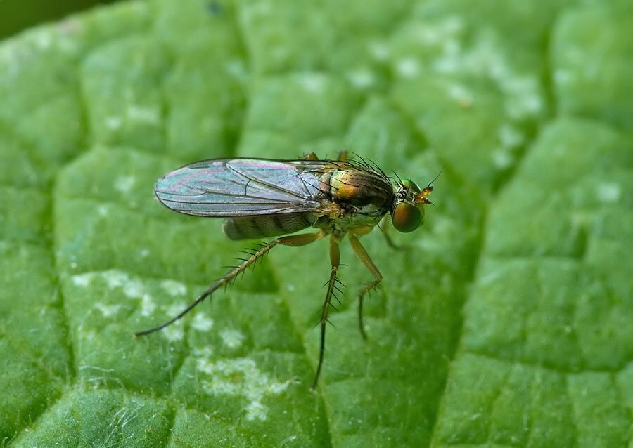 Dolichopus nitidus