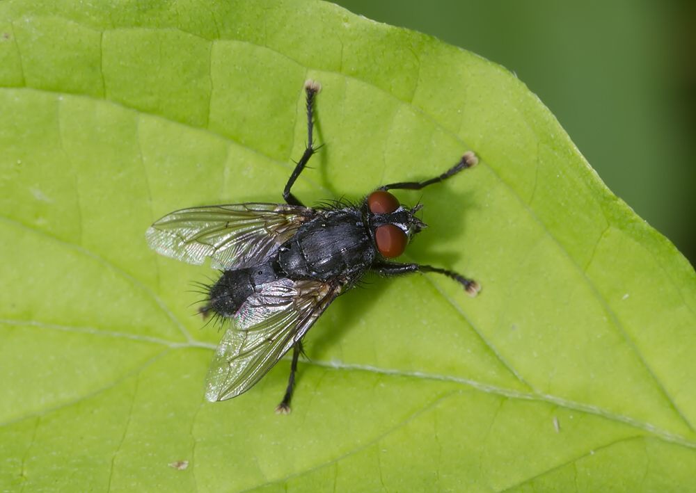 Oebalia minuta