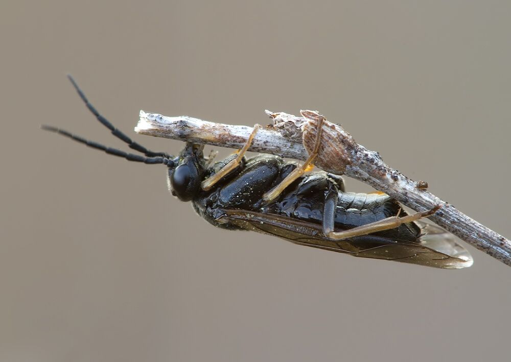 Blennocampa phyllocolpa